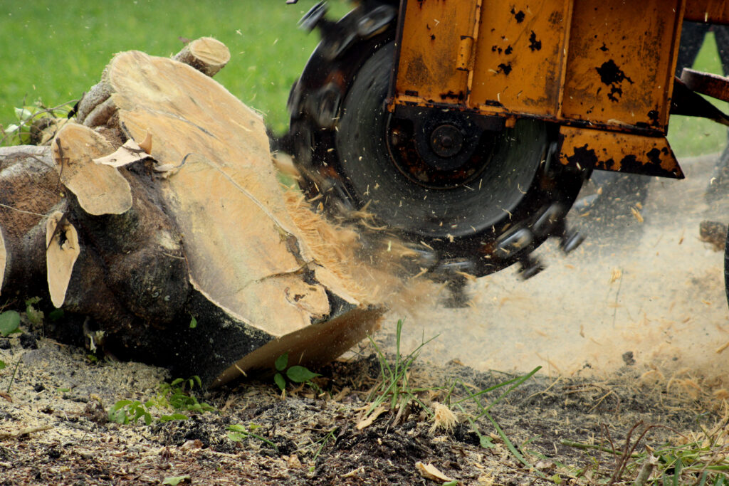 Tree Stump Removal San Diego