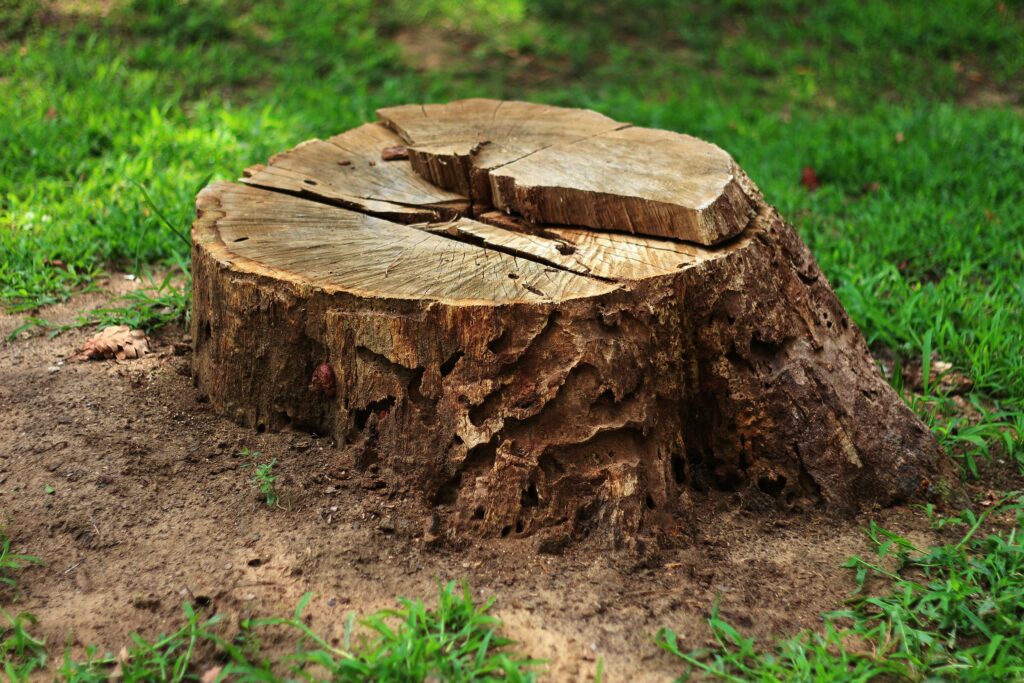 Stump Removal Chula Vista