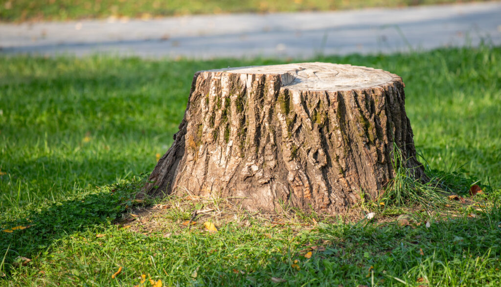 Tree Stump Removal San Diego