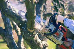 Tree Trimming Service in Poway