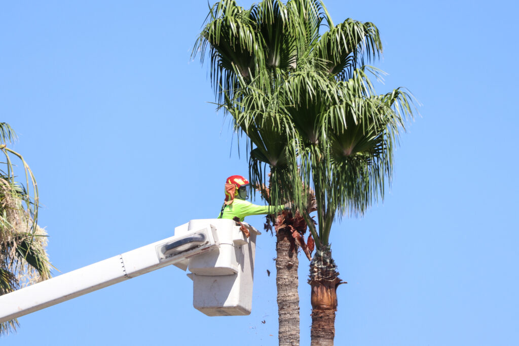 Tree Service Chula Vista