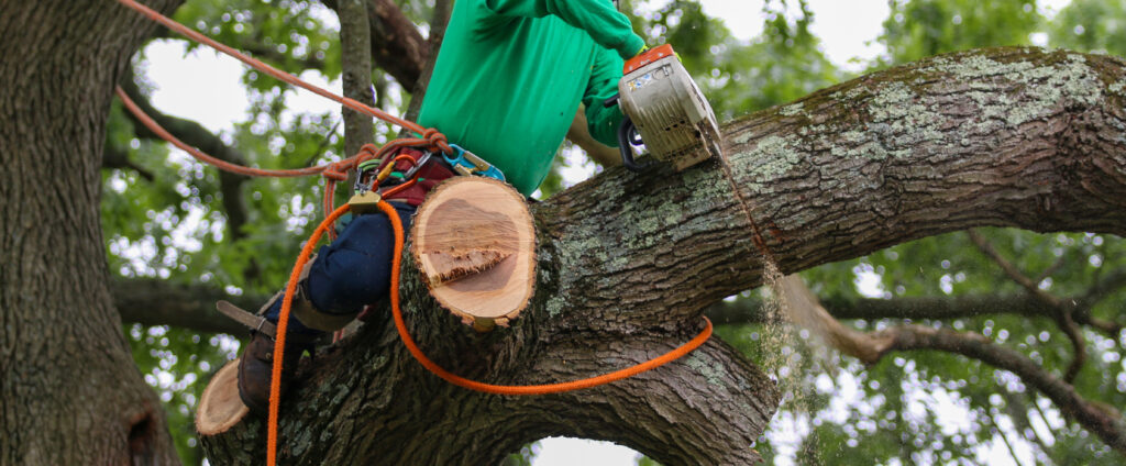 Tree Removal San Diego