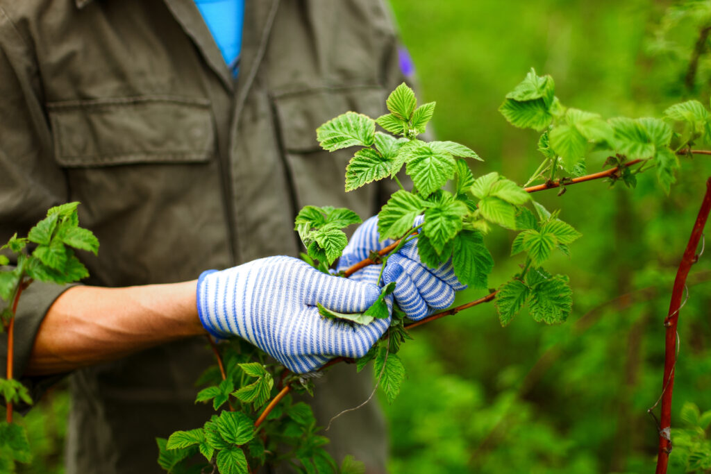 Tree Service La Jolla