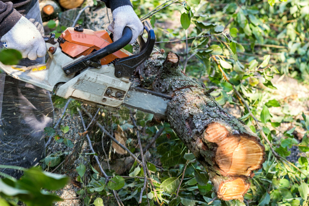 Tree Trimming Encinitas