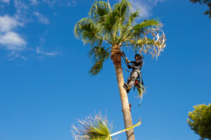 Tree Removal Chula Vista