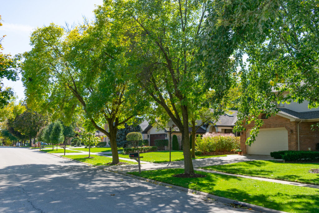 Tree Service La Jolla