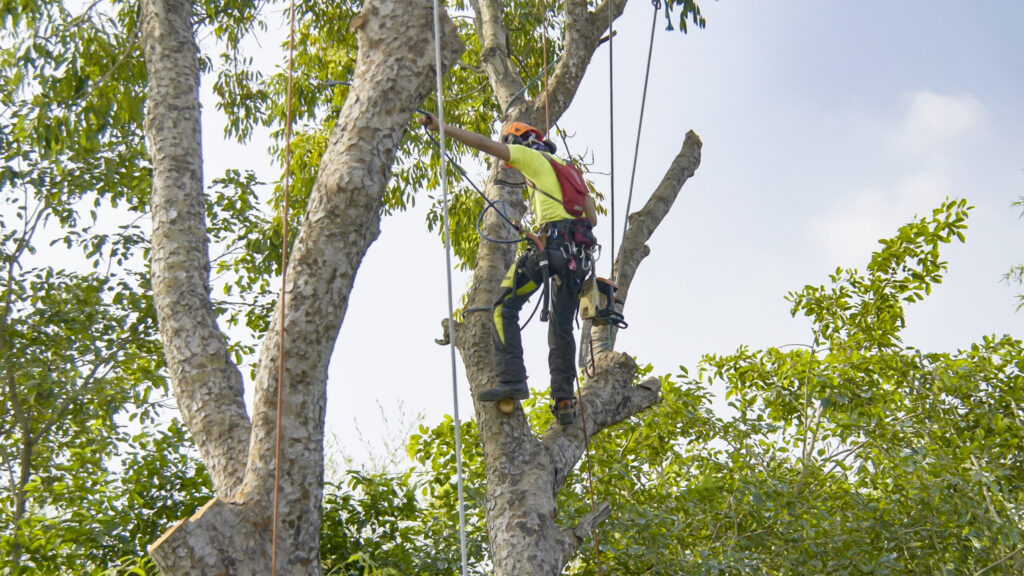 Tree Trimming Encinitas