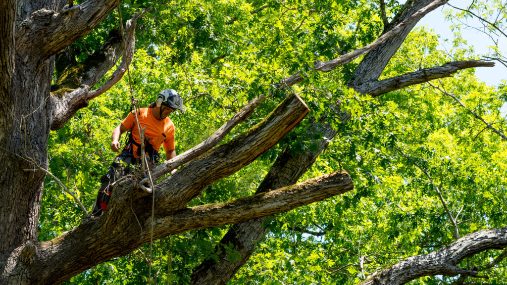 Tree Trimming Chula Vista