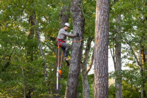 Tree Trimming San Marcos