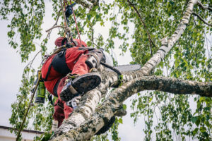 Tree Removal San Diego